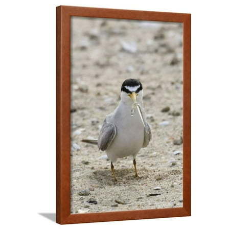 California Least Tern with Fish in it's Bill Framed Print Wall Art By Hal Beral