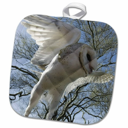 3dRose Barn Owl Tyto alba also White Night Owl - Pot Holder 8 by 8-inch