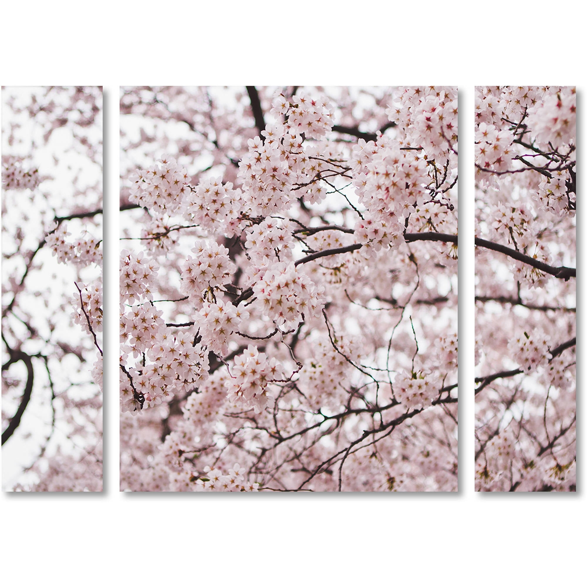 Trademark Fine Art Cherry Blossoms Canvas Art By Ariane Moshayedi