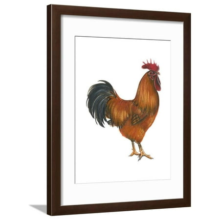 New Hampshire (Gallus Gallus Domesticus), Rooster, Poultry, Birds Framed Print Wall Art By Encyclopaedia Britannica