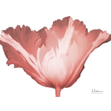 Coral Blossom 1 Poster Print by Albert Koetsier