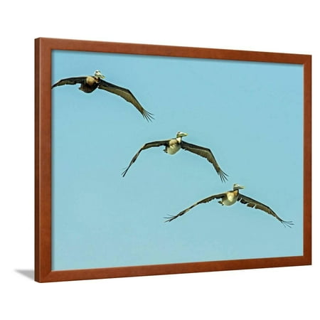 Brown Pelican Framed Print Wall Art By Gary Carter