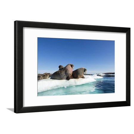 Walrus Herd on Ice, Hudson Bay, Nunavut, Canada Framed Print Wall Art By Paul Souders