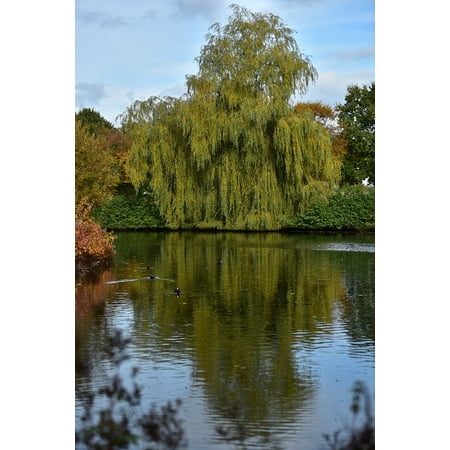 canvas print trees golden autumn autumn autumn colours yellow stretched canvas 10 x 14