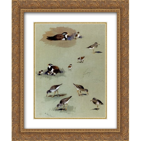 Archibald Thorburn 2x Matted 20x24 Gold Ornate Framed Art Print 'Study of sandpipers, cream coloured coursers and other birds'