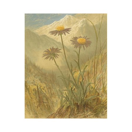 Alpine Florals III Print Wall Art By Vision Studio