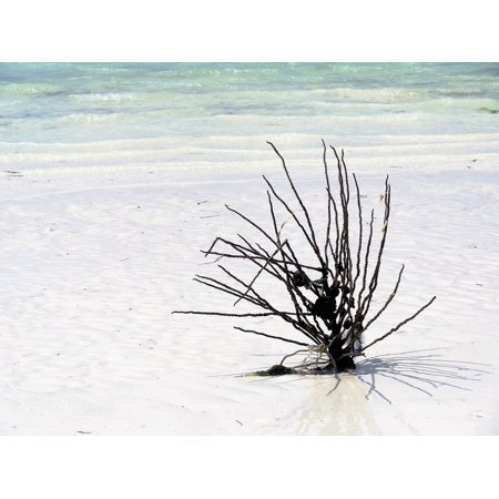 canvas print beach seaweed flotsam sea stretched canvas 10 x 14
