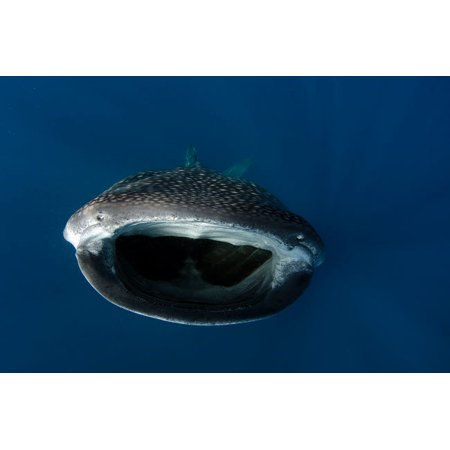 Whale shark feeding on plankton near surface at Isla Mujeres Mexico Poster Print by VWPicsStocktrek Images