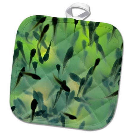 3dRose Red-Eyed Leaf Tree Frog tadpoles - Pot Holder 8 by 8-inch