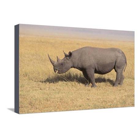 Black Rhinoceros Stretched Canvas Print Wall Art By DLILLC