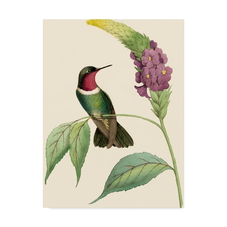 Trademark Fine Art 'Delicate Hummingbird IV' Canvas Art by Vision Studio