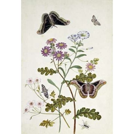 Convolvulus and Chrysanthemum Canvas Art - Thomas Jr Robins (20 x 28)