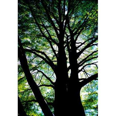 ArteHouse Fine Art Print "Beech Tree" by Artist Tony Passera, Archival Paper, 9" x 12"