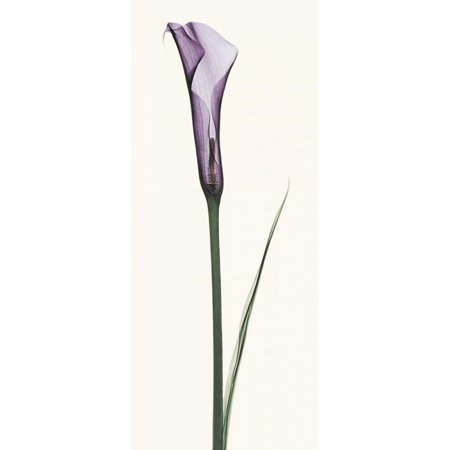 Calla Lily Stretched Canvas - Robert Coop (10 x 20)