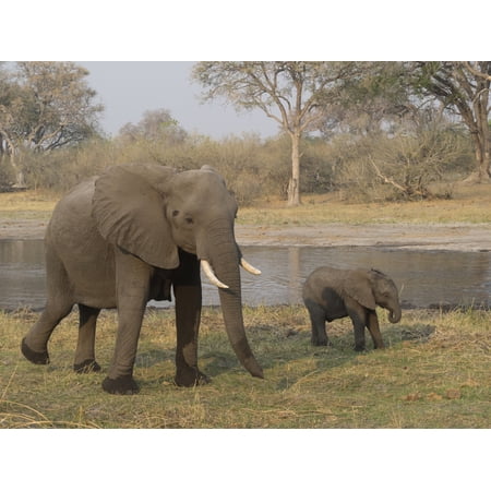 Mother and baby elephant along river Linyanti Concession Ngamiland Botswana Poster Print