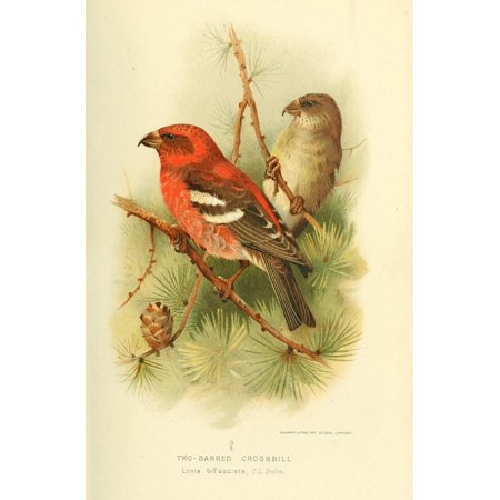 Birds of the British Islands 1885 Crossbill Two-barred Stretched Canvas - John G Keulemans (18 x 24)