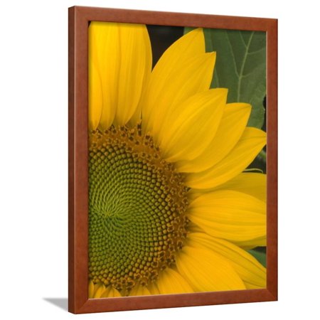 Close-up of Sunflower Framed Print Wall Art
