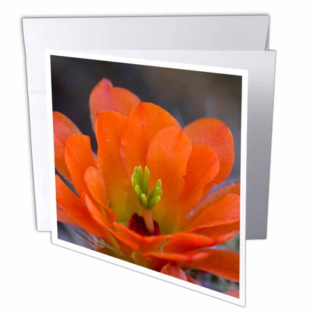 3dRose Engelmann Prickly Pear Cactus, Sonoran Desert Arizona - US03 FZU0026 - Frank Zurey, Greeting Cards, 6 x 6 inches, set of 12 3dRose Engelmann Prickly Pear Cactus, Sonoran Desert Arizona - US03 FZU0026 - Frank Zurey, Greeting Cards, 6 x 6 inches, set of 12