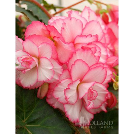 Bouton de Rose Double Camelia Begonia
