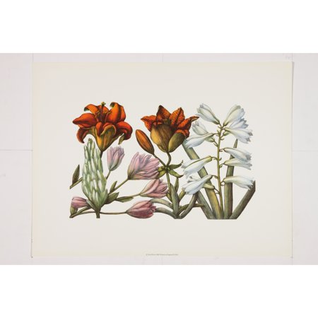 Ariel Press Lillies III Premium Art Print by Filippo Arena