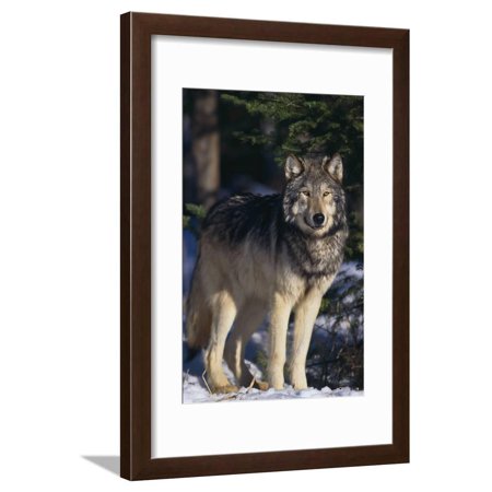 Gray Wolf by Trees Framed Print Wall Art By DLILLC