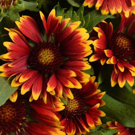 2.5QT Gaillardia Spin Top