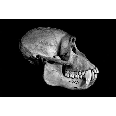 Zoology Monkey Skull Nside View Of The Skull Of A Pithecus Sinicus Monkey Photograph 20Th Century Poster Print by Granger Collection