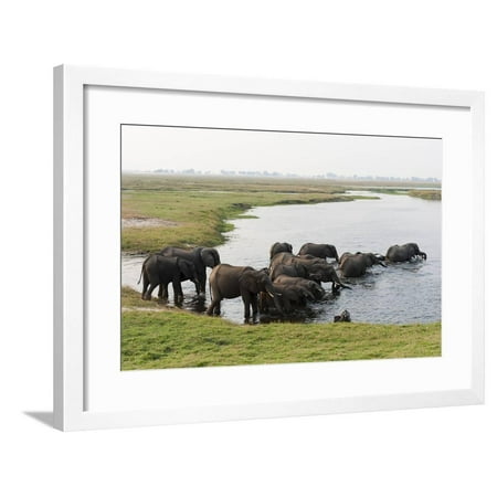 African Elephants (Loxodonta Africana), Chobe National Park, Botswana, Africa Framed Print Wall Art By Sergio Pitamitz