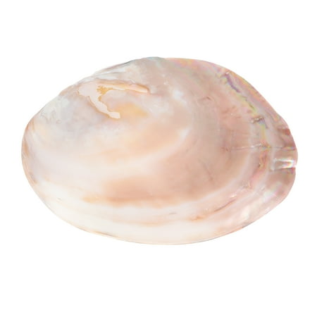 NUOLUX 1Pc Natural Sea Shell Decoration Conch Food Plate Scraper Board (Random Color)
NUOLUX 1Pc Natural Sea Shell Decoration Conch Food Plate Scraper Board (Random Color)