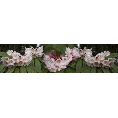 Close-up of Rhododendron flowers Canvas Art - Panoramic Images (36 x 12)