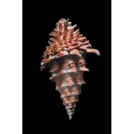 Altivasum Flindersi Print Wall Art By Paul Starosta
