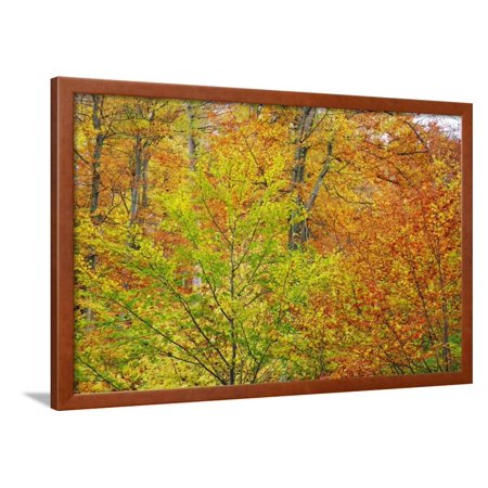 Beech Forest in Autumn Framed Print Wall Art By Frank Krahmer