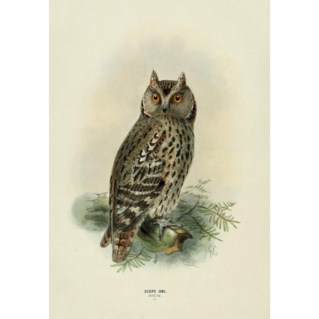 Birds of Europe 1881 Scops Owl Canvas Art - John G Keulemans (18 x 24)