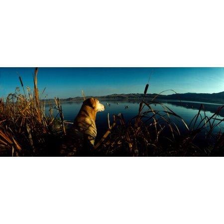 Yellow Labrador Retriever at the lakeside Hidden Lake US Glacier National Park Montana USA Canvas Art - Panoramic Images (36 x 12)