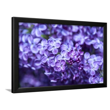 Massachusetts, Boston, Arnold Arboretum, Purple Lilac Tree Framed Print Wall Art By Jim Engelbrecht