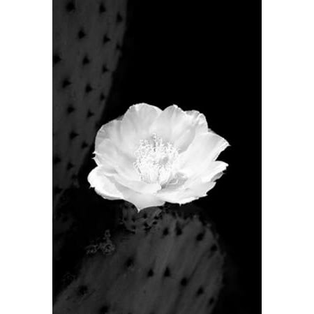 Prickly Pear Cactus Blossom BW Canvas Art - Douglas Taylor (24 x 36) Prickly Pear Cactus Blossom BW Canvas Art - Douglas Taylor (24 x 36)