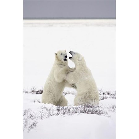 Posterazzi DPI1793814LARGE Polar Bears Fighting Poster Print by Richard Wear, 22 x 34 - Large