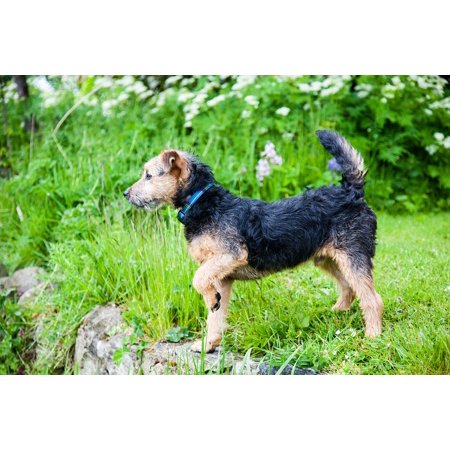 canvas print lakeland terrier pedigree puppy terrier cute dog stretched canvas 10 x 14