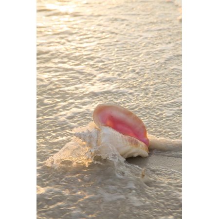 Sea Shell Print Wall Art