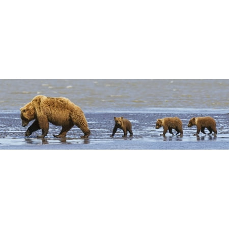 Brown Bear Sow And Her Three Cubs Walking On A Beach At Lake Clarke National Park Alaska United States Of America Stretched Canvas - Richard Wear Design Pics (38 x 12)