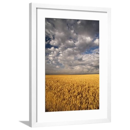 South Dakota, Summer Morning Wheat Fields on the South Dakota Prairie Framed Print Wall Art By Judith Zimmerman