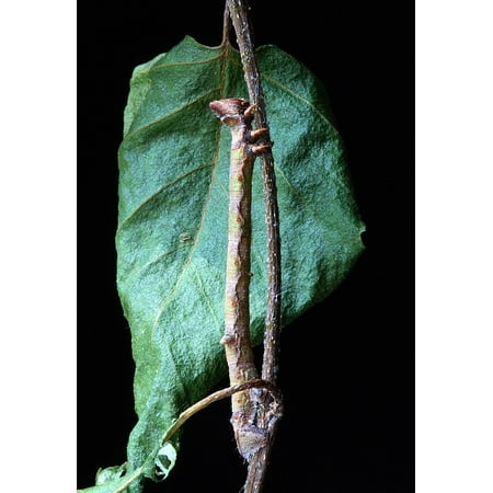 Canvas Print Caterpillar Camouflage Larva Batesian Mimickry Stretched Canvas 10 x 14