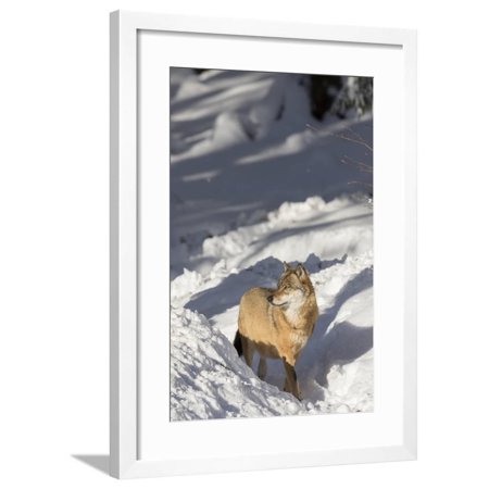 Gray Wolf During Winter in National Park Bavarian Forest. Bavaria, Germany Framed Print Wall Art By Martin Zwick