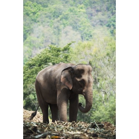 Baby elephant Chiang Mai Thailand Canvas Art - Stuart Corlett Design Pics (12 x 19)