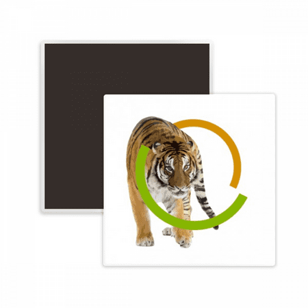 Feline Tiger Ring Ferocious Square Ceracs Fridge Magnet Keepsake Memento