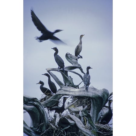 Cormorants Fly Above Driftwood Grey Sky Galiano Island Bc Canvas Art - Leanna Rathkelly Design Pics (11 x 17)