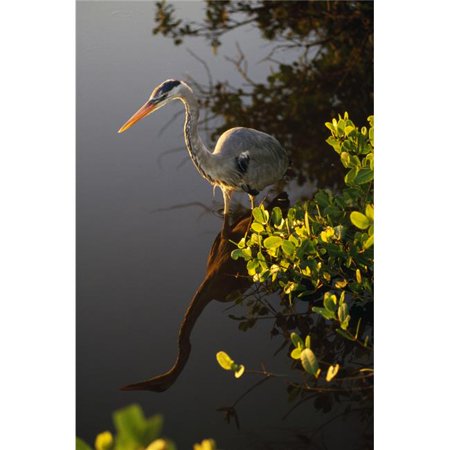 Posterazzi DPI1788924 Great Blue Heron Poster Print by Natural Selection Ralph Curtin, 12 x 18