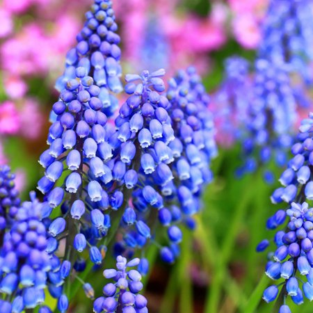 Touch Of ECO Giant Grape Hyacinth Flower Bulbs