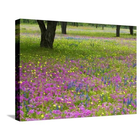 Field of Texas Blue Bonnets, Phlox and Oak Trees, Devine, Texas, USA Stretched Canvas Print Wall Art By Darrell Gulin