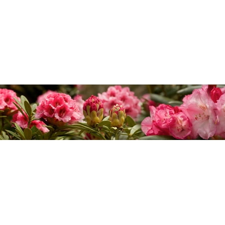 Close-up of pink Rhododendron flowers in bloom Stretched Canvas - Panoramic Images (27 x 9)
